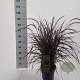 Pennisetum advena 'Rubrum' 30-40 cm 5,0L