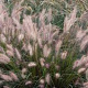Pennisetum al. 'Cassian' GM C5