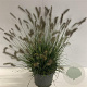 Pennisetum al. 'Hameln' 60-80 cm 12L