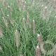 Pennisetum al. 'Japonicum' GM P9