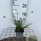 Pennisetum al. 'Little Bunny' GM P9
