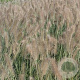 Pennisetum al. 'Reborn' GM P9