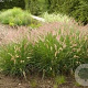 Pennisetum or. 'Flamingo' GM P9