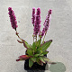 Persicaria aff. 'Darjeeling Red' GM P9