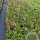 Persicaria aff. 'Darjeeling Red' GM P9
