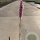 Persicaria aff. 'Darjeeling Red' GM P9