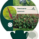 Persicaria amplexicaulis GM P9