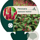 Persicaria a. 'Blackfield' GM P9