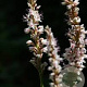 Persicaria a. 'Fat White' GM P9