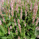 Persicaria a. 'Rosea' GM P9