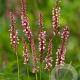 Persicaria a. 'Rosea' GM P9