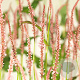 Persicaria a. 'Rosea' GM P9