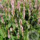 Persicaria a. 'Rosea' GM P9
