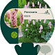 Persicaria bistorta GM P9