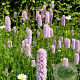 Persicaria bistorta GM P9