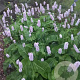 Persicaria bistorta GM P9