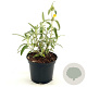 Phlomis fruticosa 'Bourgaei' 25-30 cm 2,0L