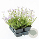 Phlox (S) Candy Stripes GM sixpack