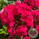Phlox (P) Flame Watermelon GM P9