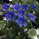 Platycodon grand. 'Astra Blue' GM P9
