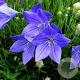Platycodon grand. 'Mariesii' GM P9