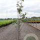 Acer griseum 80-100 cm 5,0L