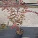 Acer pal. 'Atropurpureum' 80-100 cm 7,5L