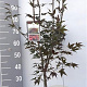 Acer pal. 'Atropurpureum' 80-100 cm 7,5L