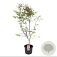 Acer pal. 'Atropurpureum' 125-150 cm 15L
