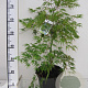 Acer pal. 'Dissectum' 60-80 cm 7,5L