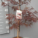 Acer pal. 'Garnet' 50-60 cm 7,5L