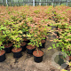 Acer pal. 'Sangokaku' 60-80 cm 5,0L