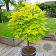 Acer shirasawanum 'Jordan' 100-125 cm 20L