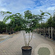 Albizia julibrissin 200-250 cm cont. 110L