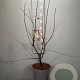 Amelanchier lamarckii 60-80 cm 4,0L