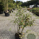 Amelanchier lamarckii 80-100 cm 12L extra