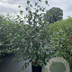 Betula utilis 'Doorenbos' 175-200 cm 20L
