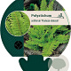 Polystichum set. 'Plumoso-densum' GM P9