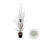 Cercidiphyllum japonicum 100-125 cm met kluit