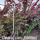Cercis can. 'Forest Pansy' 200-225 cm met kluit
