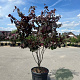 Cercis can. 'Forest Pansy' 250-300 cm 50L 3 stam