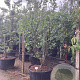 Cercis siliquastrum 200-250 cm cont. 130L