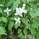 Clematis mont. rubens 150-175 cm 5,0L