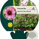 Potentilla nep. 'Miss Willmott' GM P9