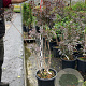 Cotinus cog. 'Royal Purple' 100-125 cm 20L