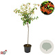 Cotoneaster lacteus 60 cm stam 7,5L