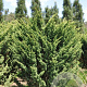 Cryptomeria j. 'Jindai' 50-60 cm 5,0L