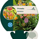 Primula bulleesiana GM P9