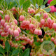 Enkianthus campanulatus 125-150 cm 50L