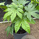 Fatsia japonica GM 1.5